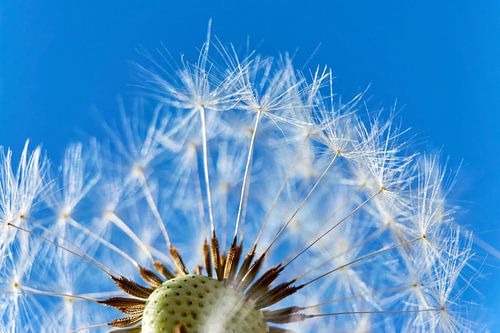 Uitgebloeide paardenbloem