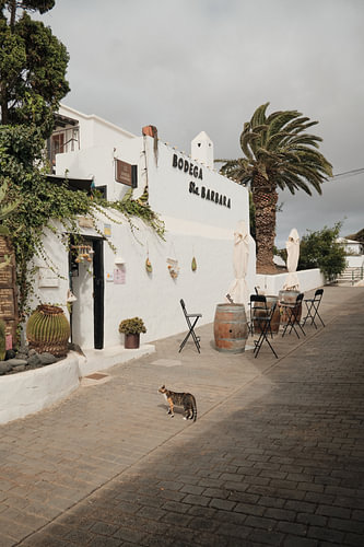 Katze auf Lanzarote