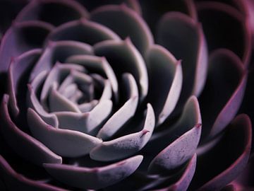 DARKSIDE OF SUCCULENTS II-A