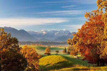 Automne sur Murnauer Moos avec vue sur le Zugspitze sur Dieter Meyrl