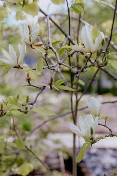 Bloeiende Magnolia bloemen in de tuin van Annelene Simonse