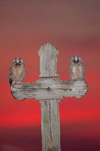 Zwei junge Ran Eulen auf einem Holzkreuz von AGAMI Photo Agency