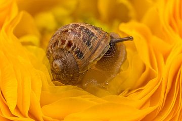 Schnecke auf einem Hahnenfuß.