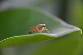 Fly by sandra  workala