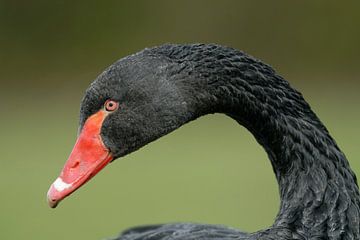 head shot... Black Swan *Cygnus atratus* by wunderbare Erde