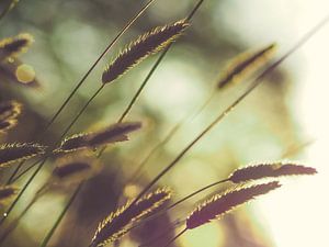 Herbes et lumière 2