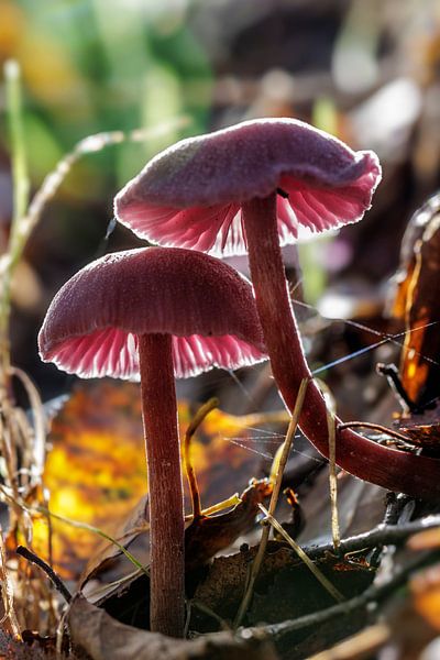 Champignon par ton vogels