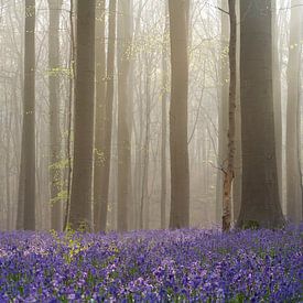 Fairy Haller forest IV - Bluebells festival by Daan Duvillier | Dsquared Photography