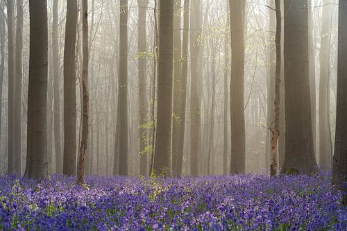 Le conte de fées foret de Halle IV