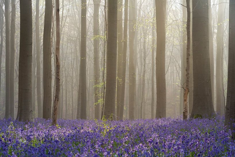 Feeëriek Hallerbos IV - Boshyacintenfestival - Bluebells van Daan Duvillier | Regio in de Kijker