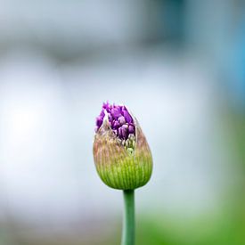 Allium by Thomas Duiker