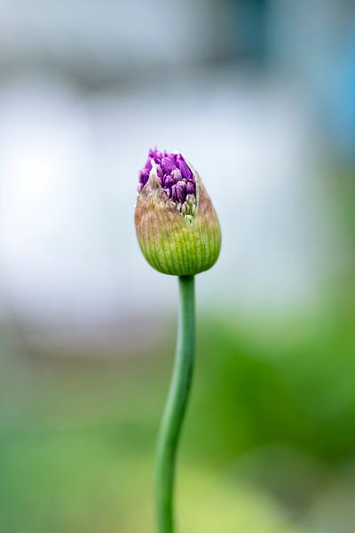 Allium von Thomas Duiker