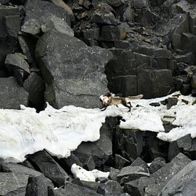 Polarfuchs mit Beute von Senne Koetsier