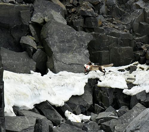 Arctic Fox with catch