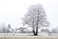 Winter wonderland
