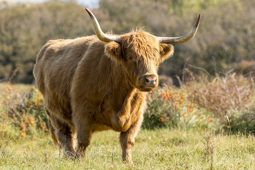 A Schtose Highlander in the dunes by Menno Schaefer