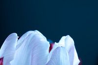Spitze einer Tulpe