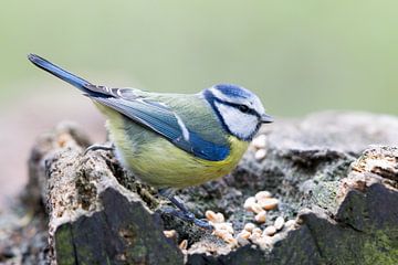 Pimpelmees (Cyanistes caeruleus) van Dirk Rüter