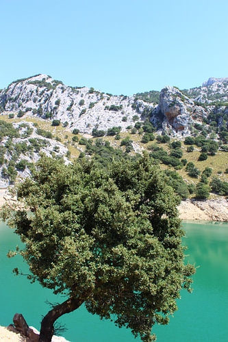 Arbre au lac Gorg Blau, Majorque, îles Baléares