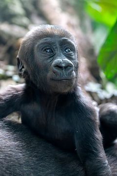 Jonge gorilla van Edwin Butter