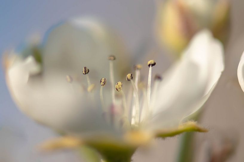 pearblossom stamens by Tania Perneel