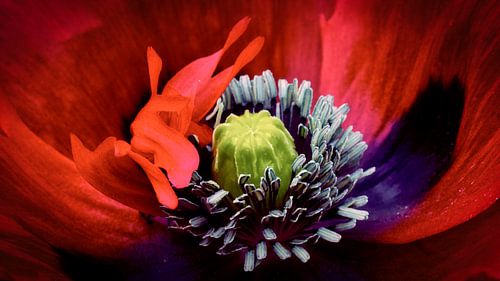 Papaver ladybird
