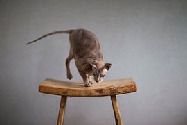 Russische Peterbald-Mausi von Janine Bekker Photography