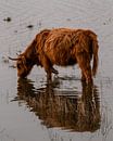 Schotse hooglander drinkt water isolement van Bas Marijnissen thumbnail