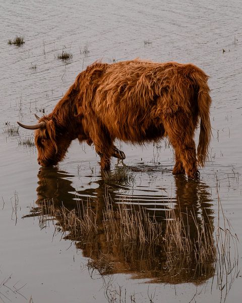 Schotse hooglander drinkt water isolement van Bas Marijnissen
