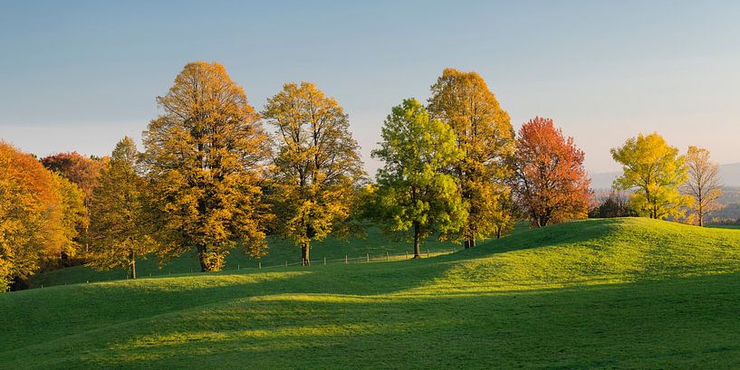 The row of trees by Rainer Mirau