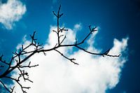 First day of spring