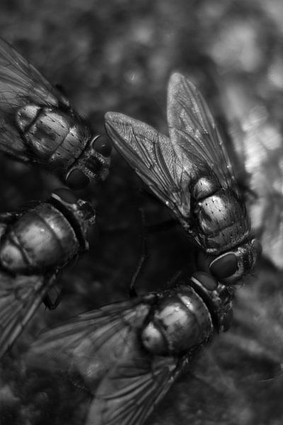 Fliegen im Garten schwarz und weiß von Jac Nooijens