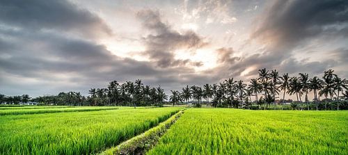 Rijstvelden op Bali, Indonesië - 2