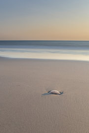 Qualle am Strand von Heidi Bol
