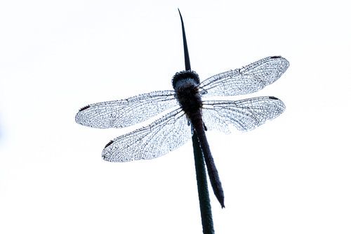 Dragonfly black white