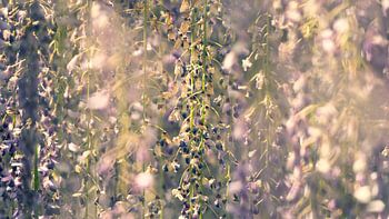 Prachtige Bloementuin in Japan