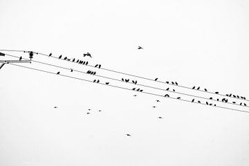 Vogels op de hoogspanningslijn van Flatfield