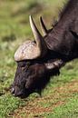 Cape buffalo (Syncerus caffer) by Dirk Rüter thumbnail