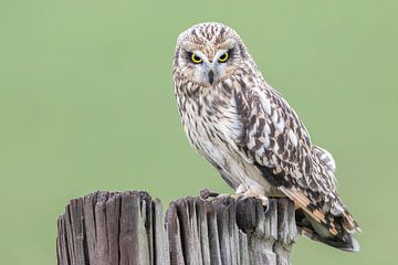 Short eared owl by Arno van Zon