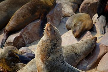 Fur seals Cape Cross by Inge Hogenbijl