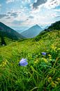Bloemen in de bergen van Leo Schindzielorz thumbnail