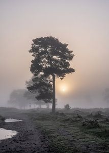 Sonne, wo die Äste fehlen