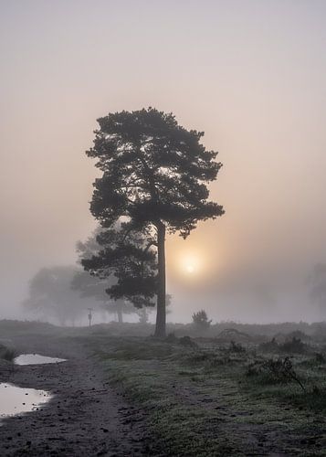 zon waar de takken ontbreken