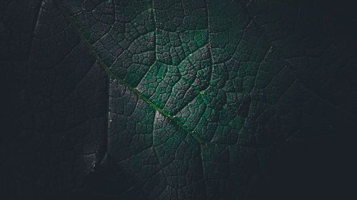 Intriguing Close-up of a Green Leaf: Nature's Fine Details Captured in the Texture and Colours of Life