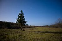 De Trots van het Duin: Een Statige Dennenboom in het Heemskerkse Landschap