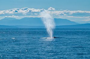 Baleine à bosse