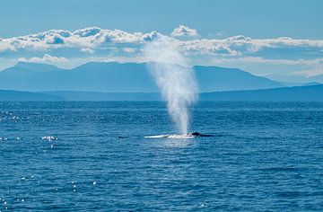 Bultrug walvis van Discover Dutch Nature
