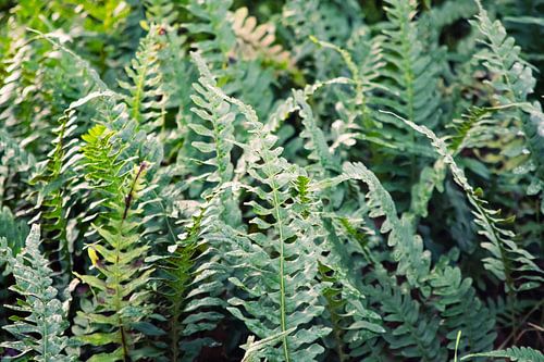 Varendeck sur Anna Koek