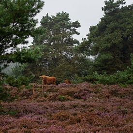 Highlander von Stephanie Kweldam-Beugelink