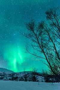 Nordlichter  über den Lofoten in Nordnorwegen